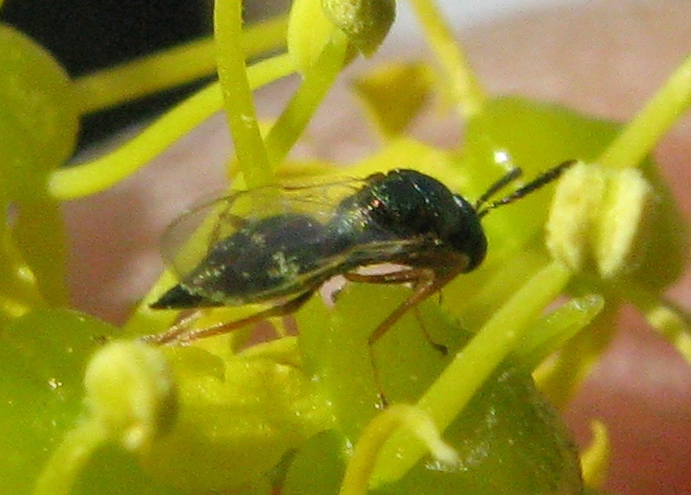 Torymidae Chrysidae o..?